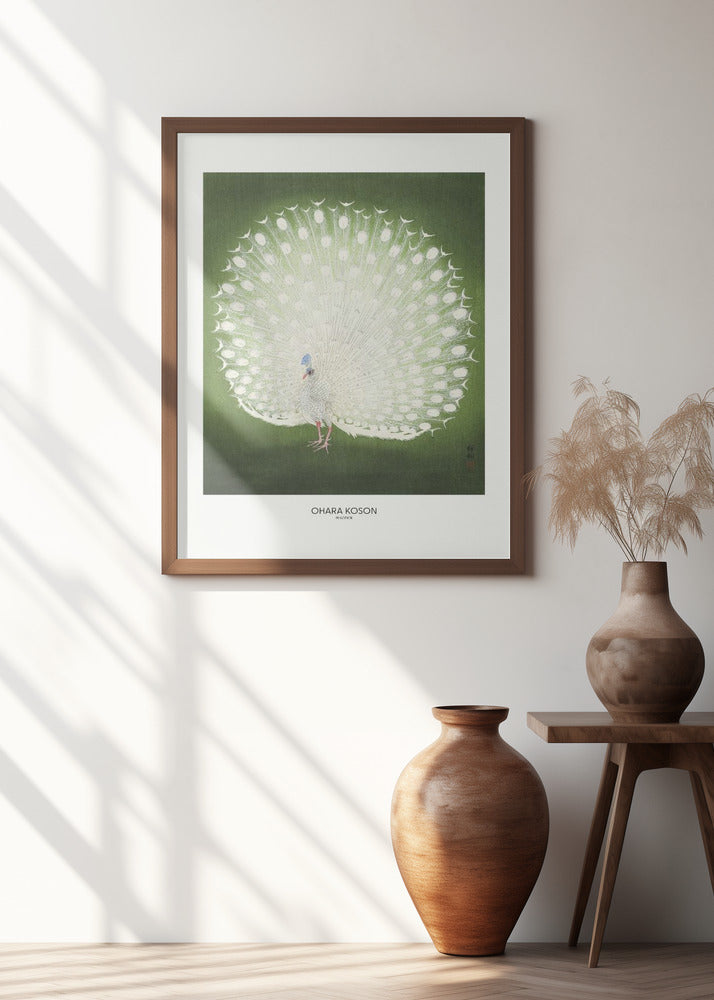 Peacock - Wide
