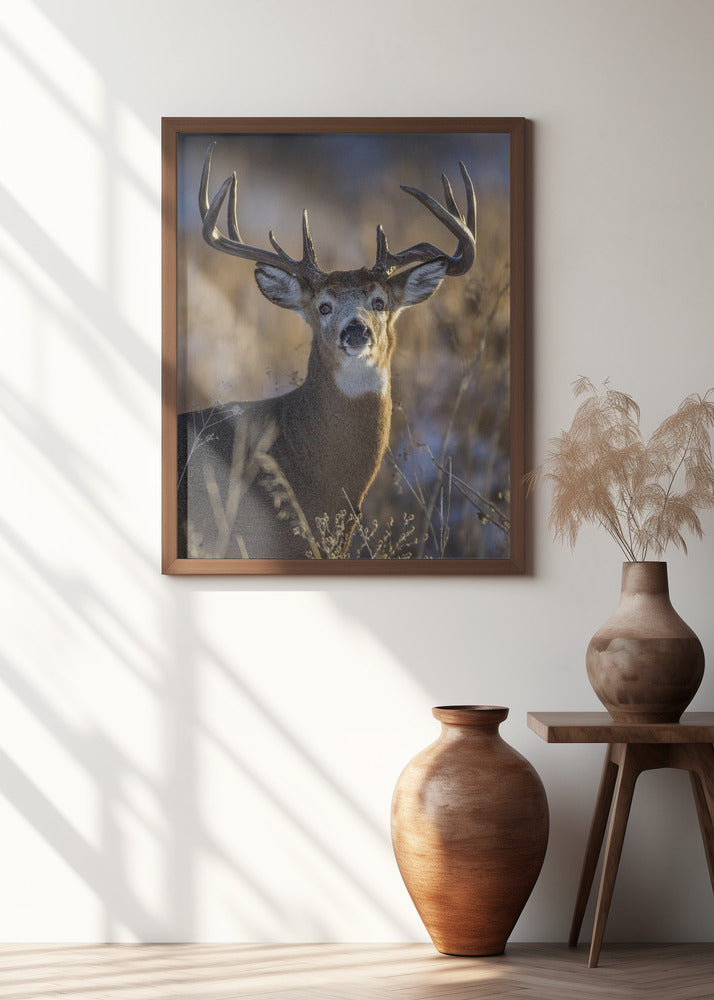 White-tailed deer