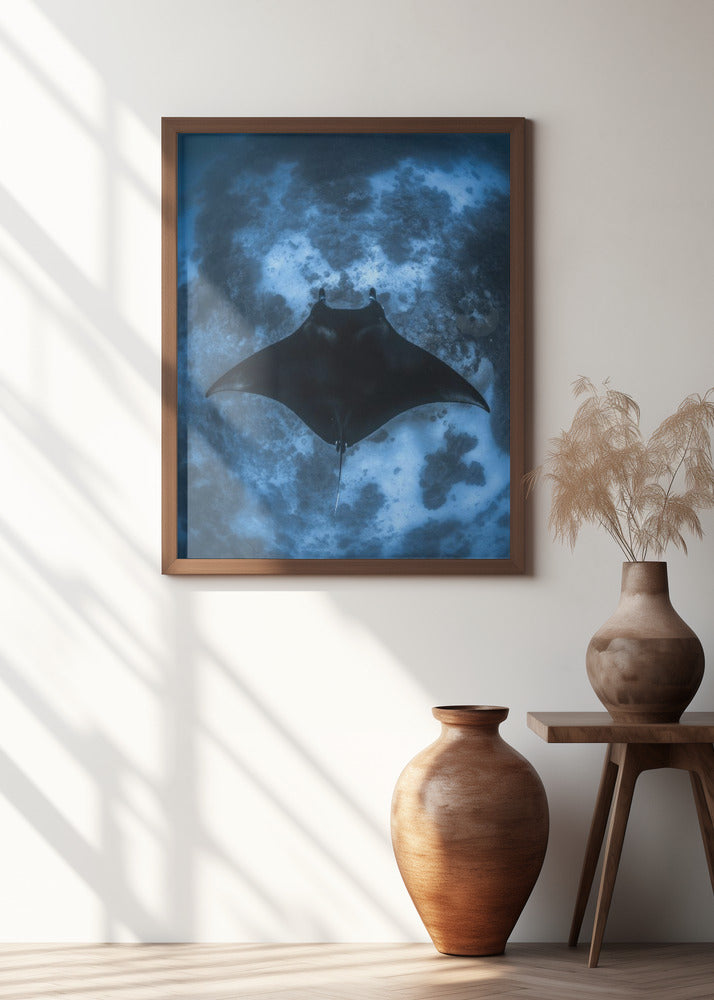 Manta on the Reef