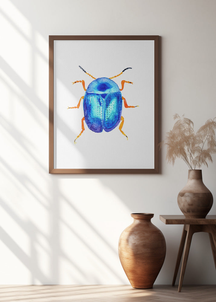 Blue leaf beetle or Colaphus sophiae