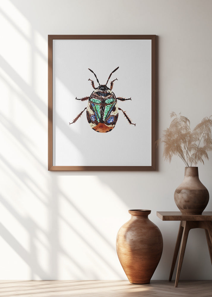 Pied shield bug or Tritomegas bicolor