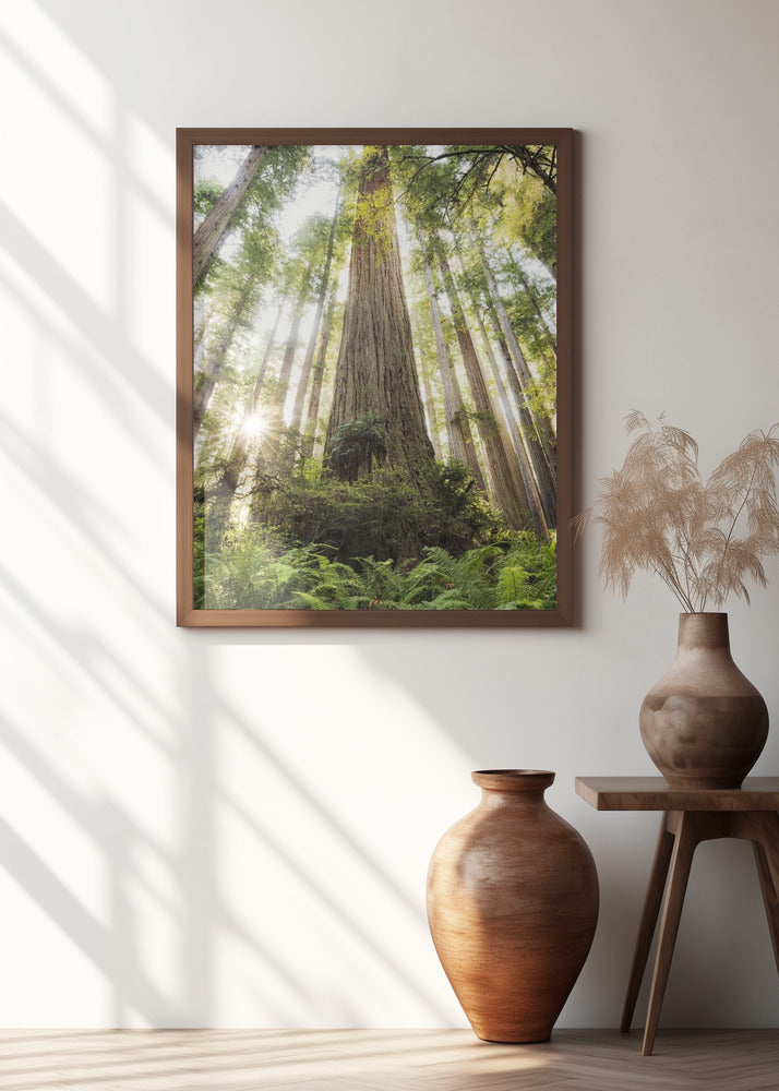Beautiful Forest