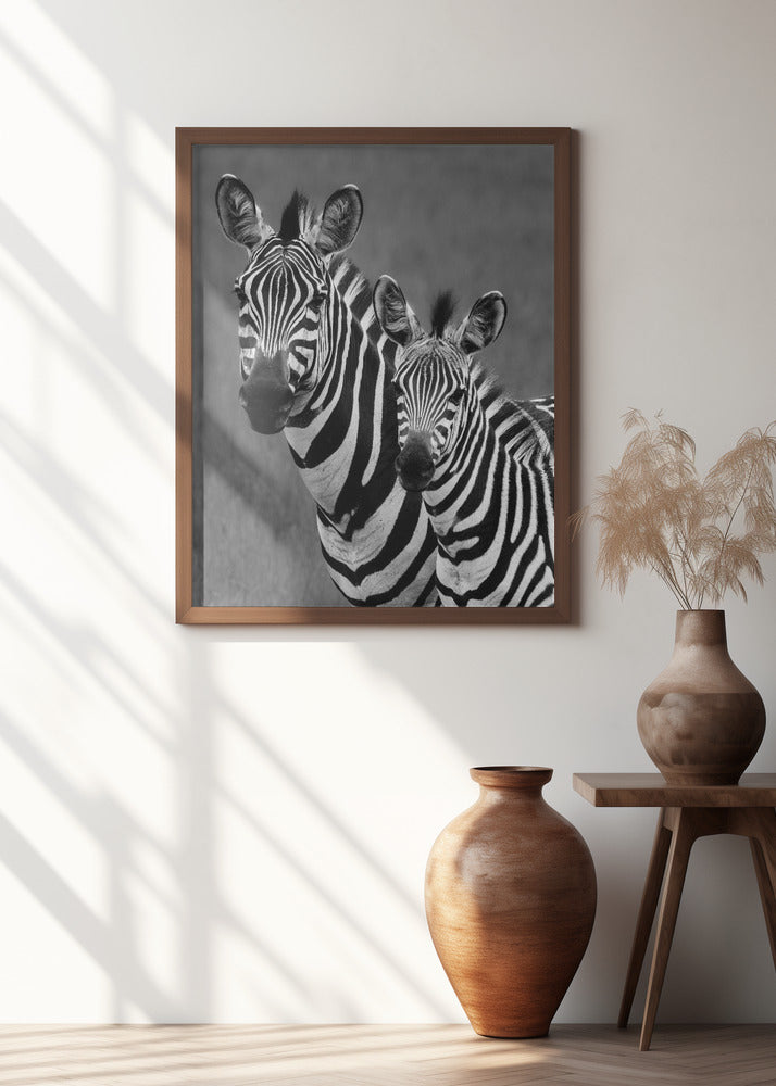 Zebras