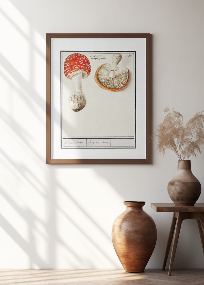 Fly Agaric, Amanita Muscaria