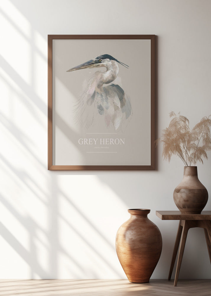 Grey Heron