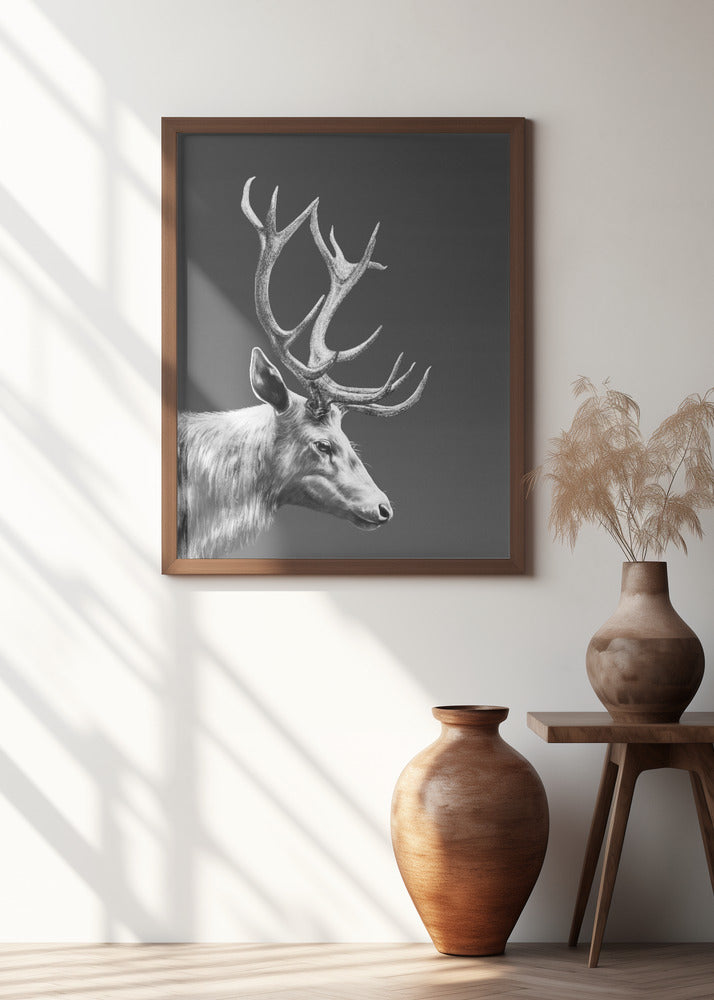 Reindeer