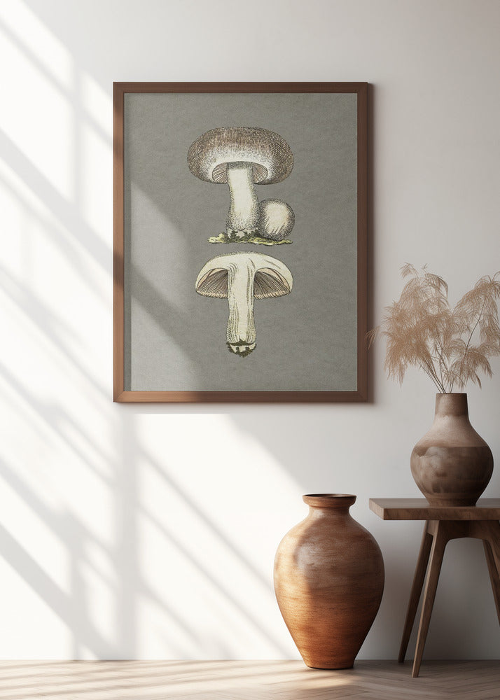 Field Mushroom