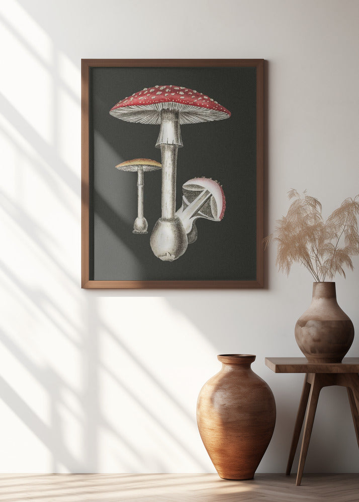 Amanita Muscaria Dark Background