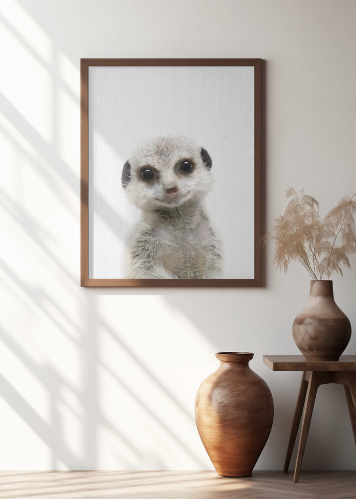 Peekaboo Baby Meerkat