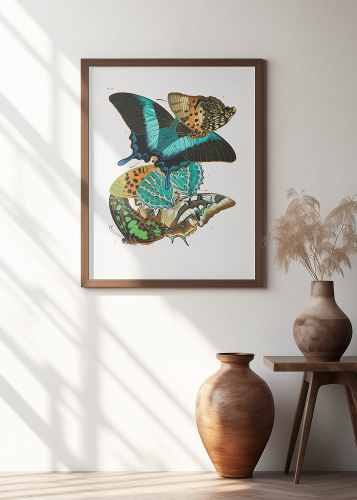 Butterflies 5