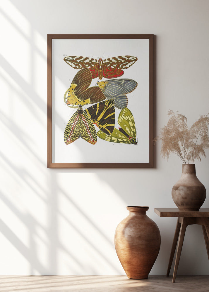 Butterflies 6