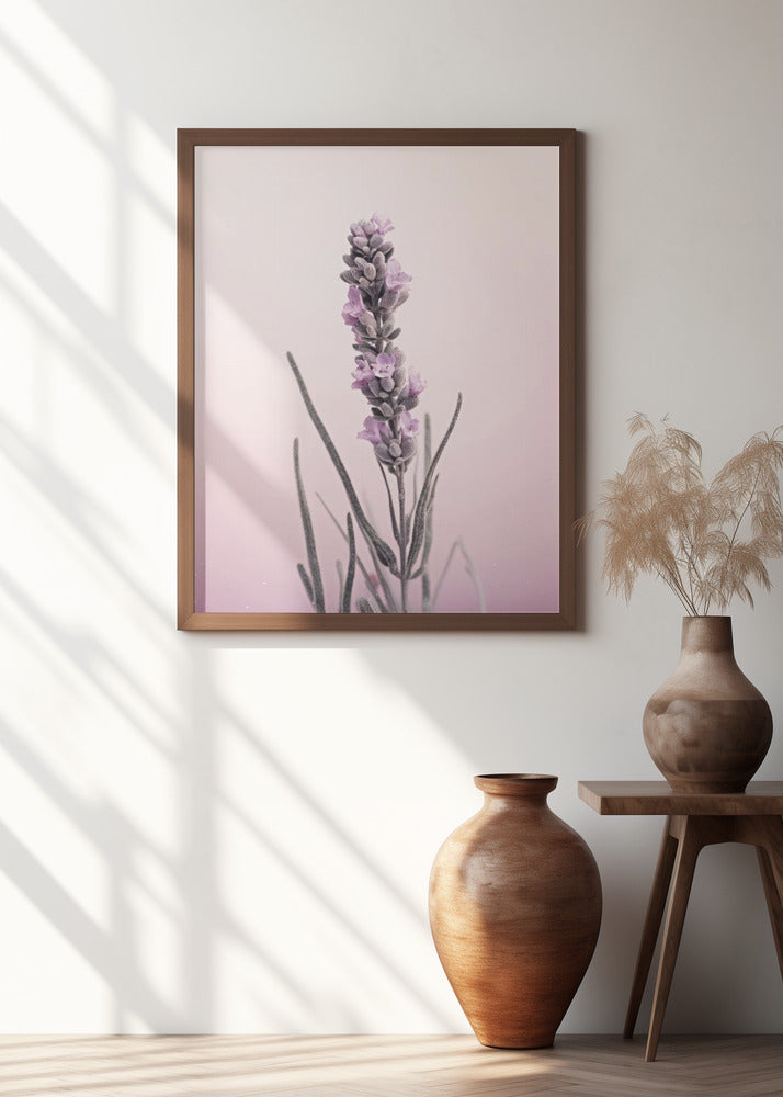 Lavender Dreams