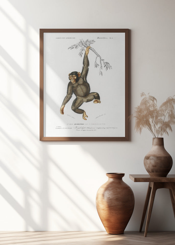 Chimpangze
