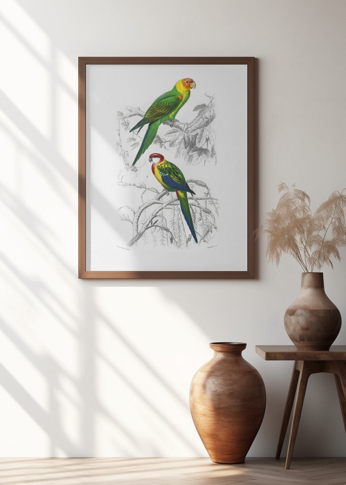 Birds