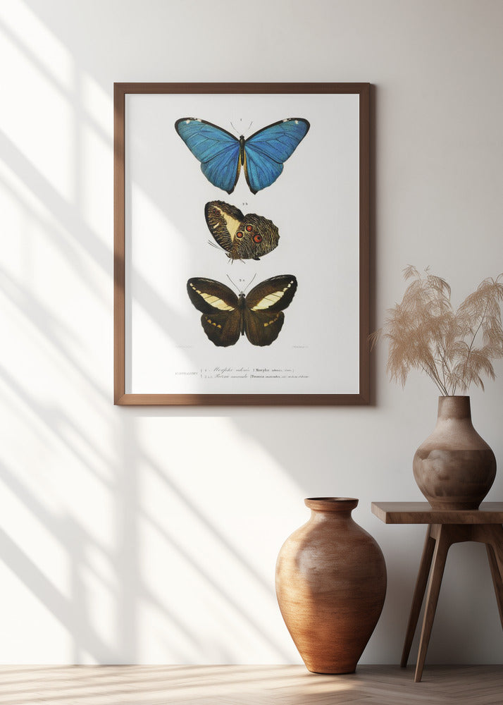 Different Types of Butterflies II