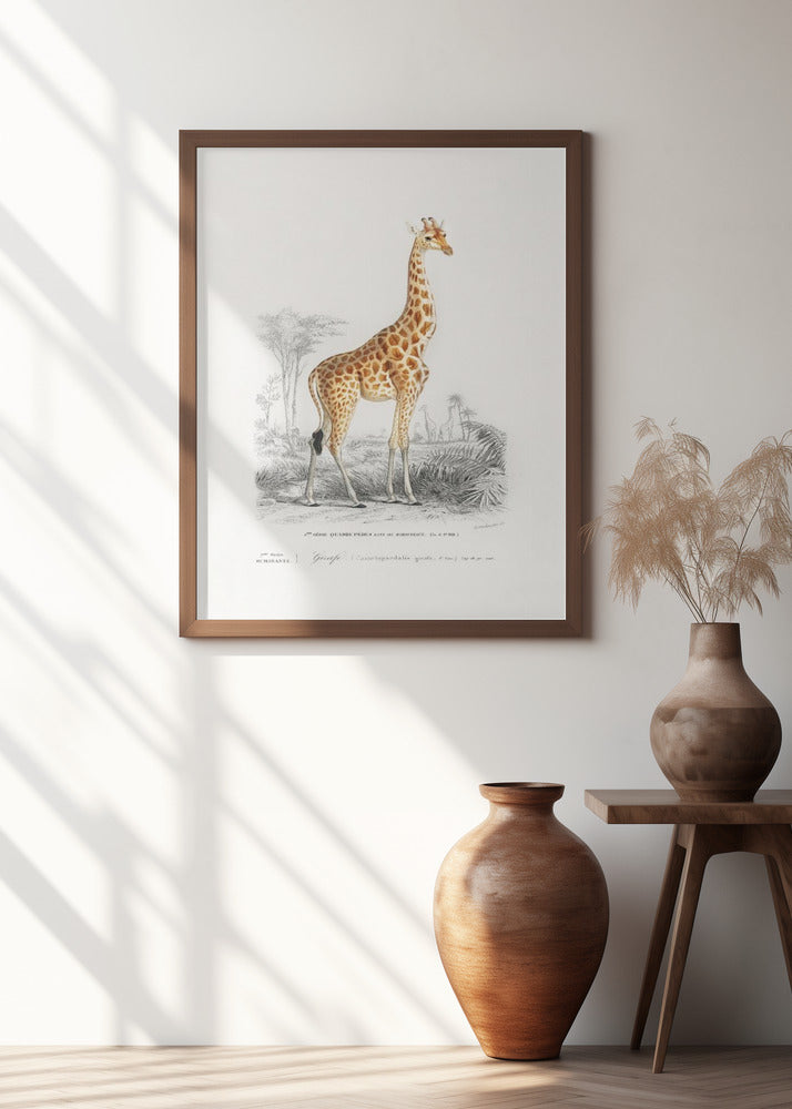 Giraffe