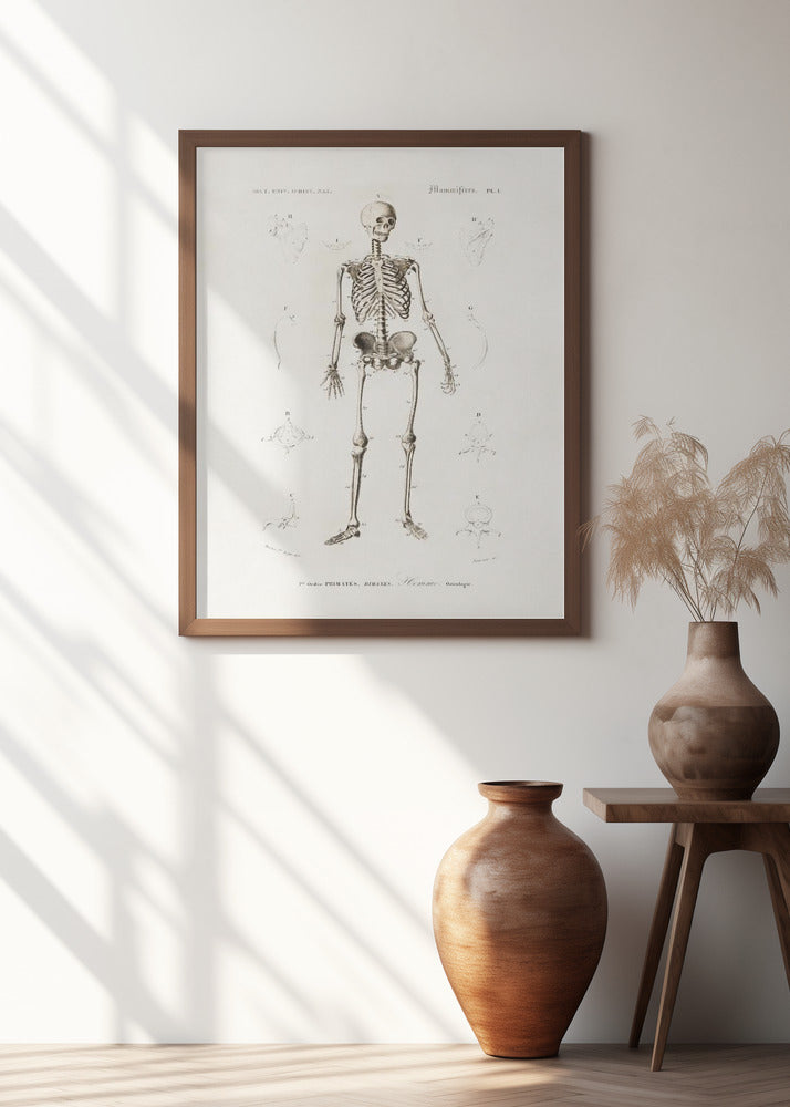Human Skeleton