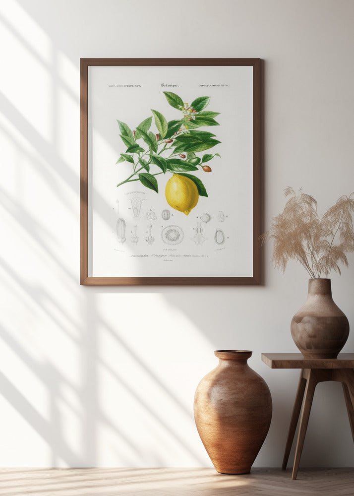 Lemon (citrus Limonium)