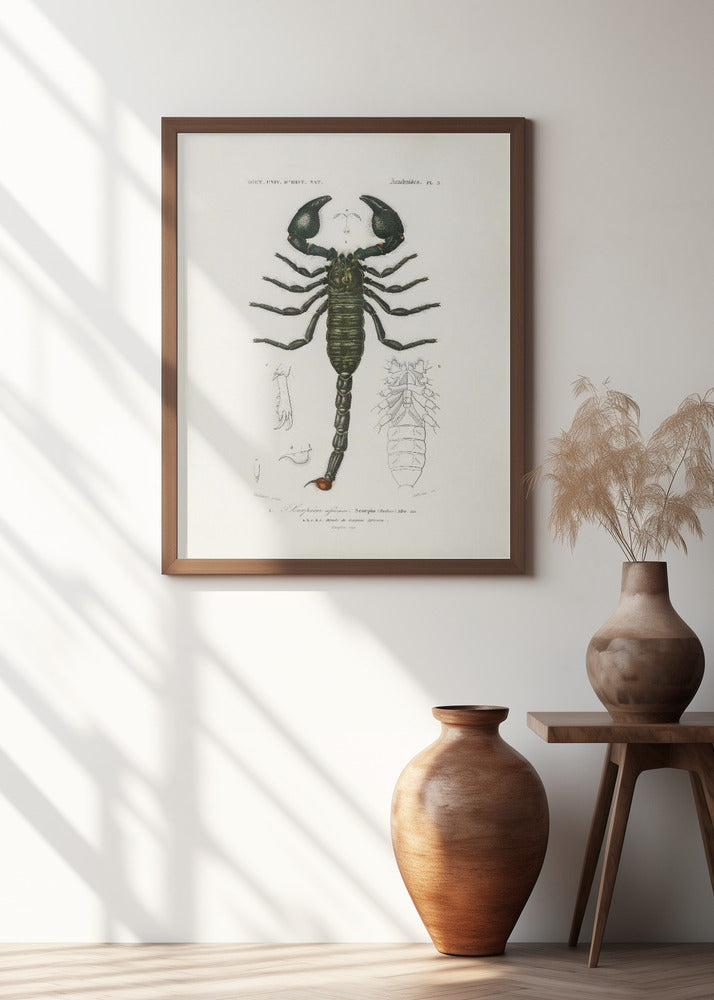 The Emperor Scorpion