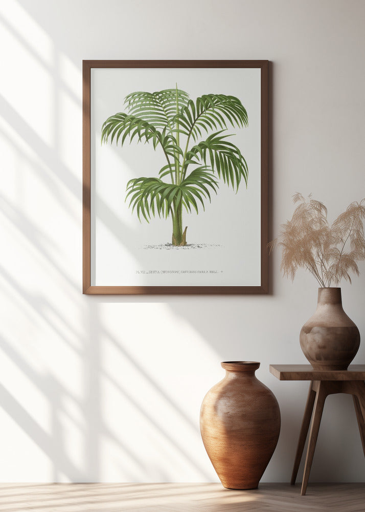 Kentia Vii
