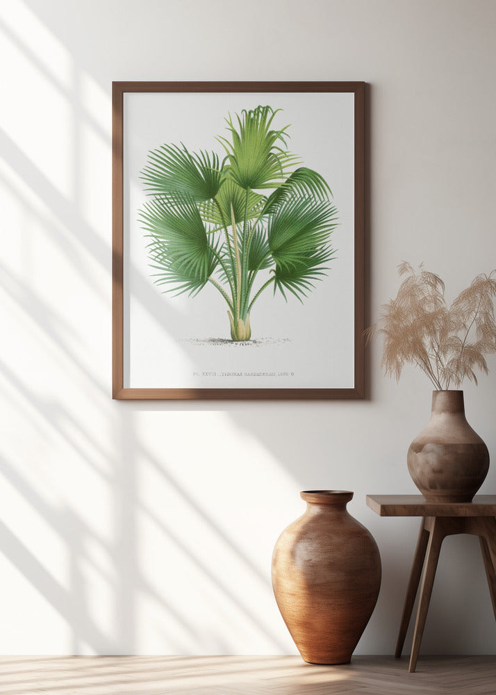 Xxvii Thrinax B