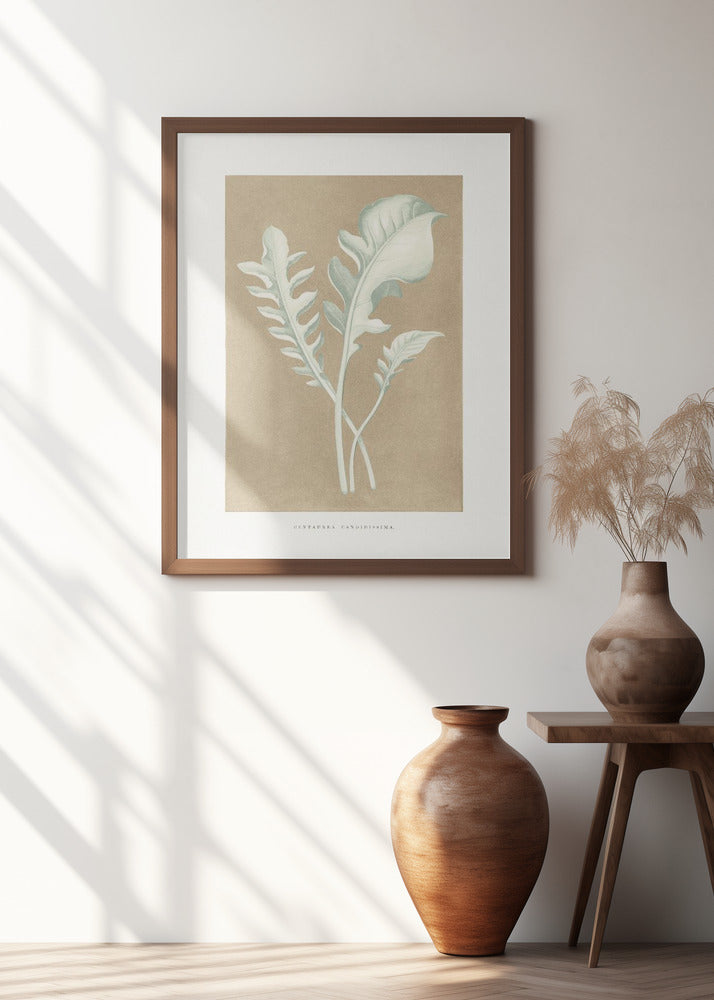 Centaurea Candidissima Leaf Illustration