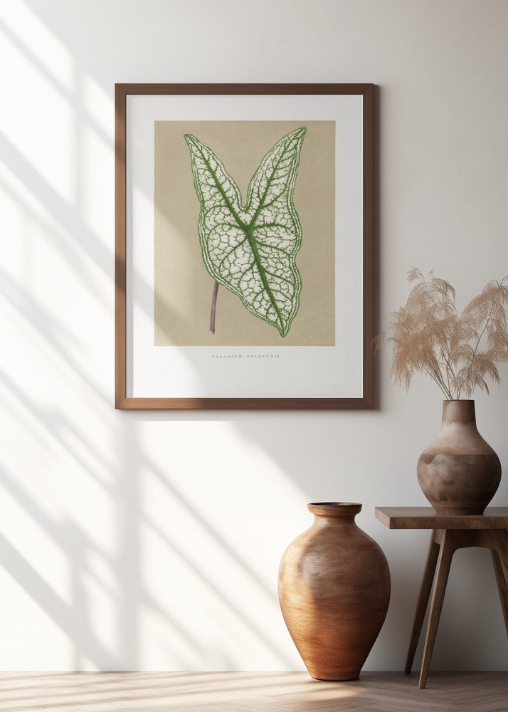 Green Caladium Belleymii Leaf Illustration