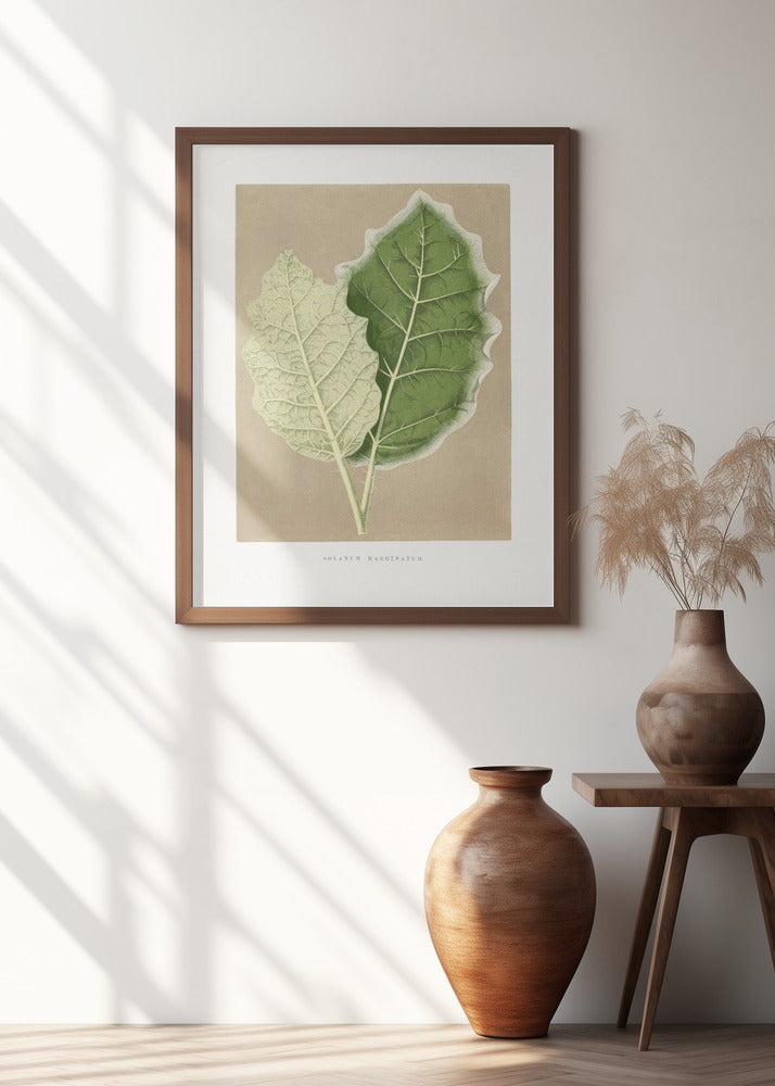 Green Solanum Marginatum Leaf Illustration