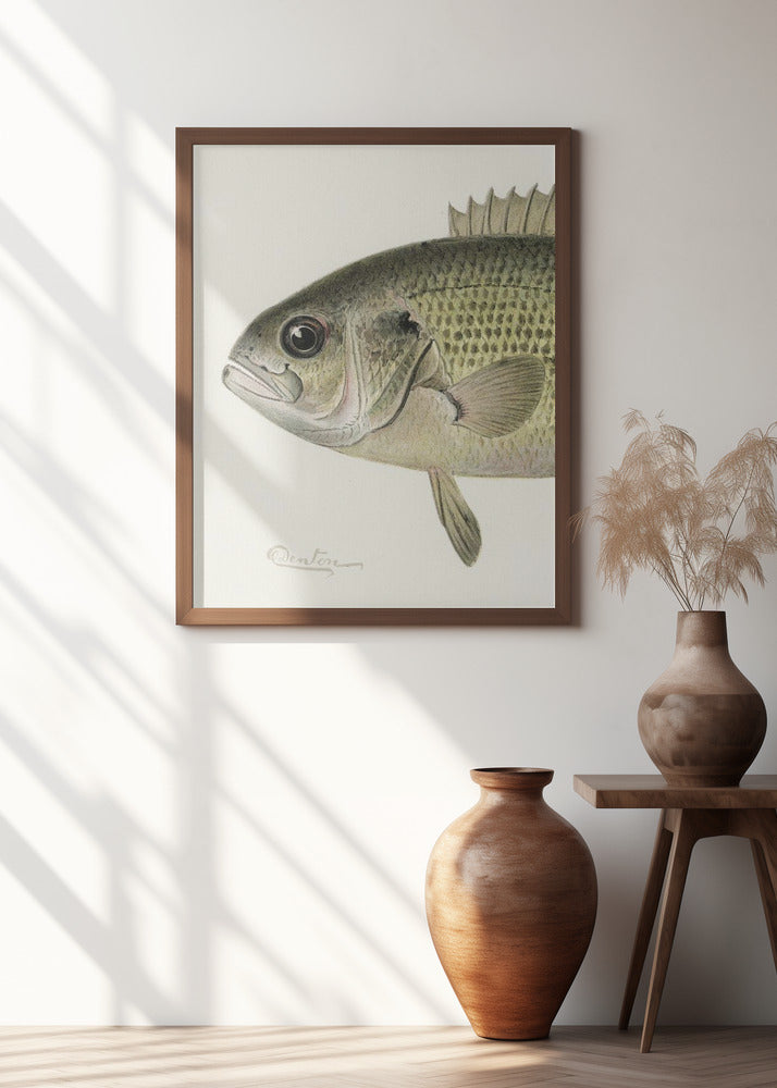 Rock Bass Crop