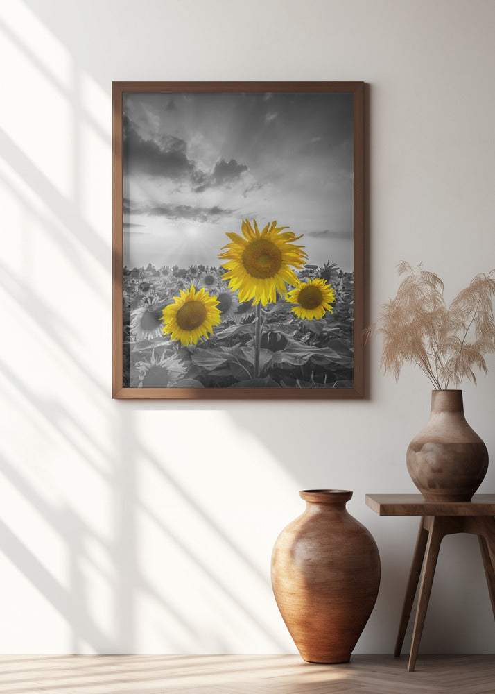 Yellow pop sunflowers