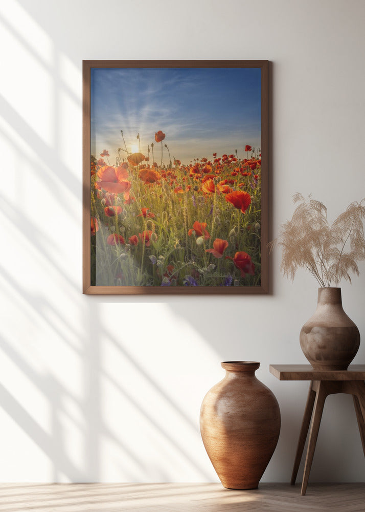 Gorgeous sunset in a poppy field