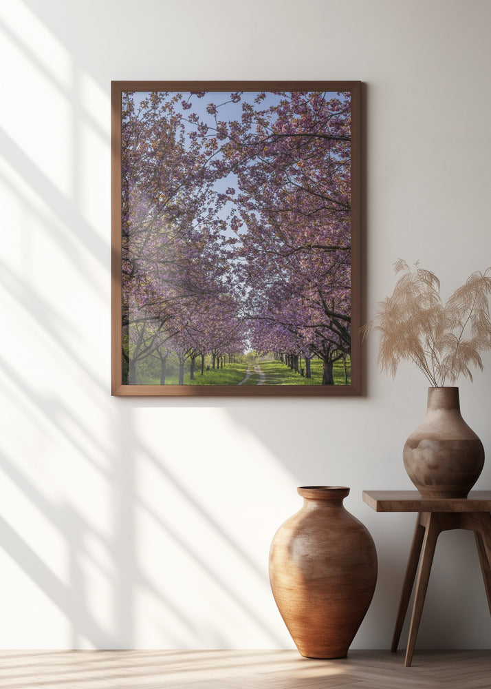 Idyllic cherry blossom trail
