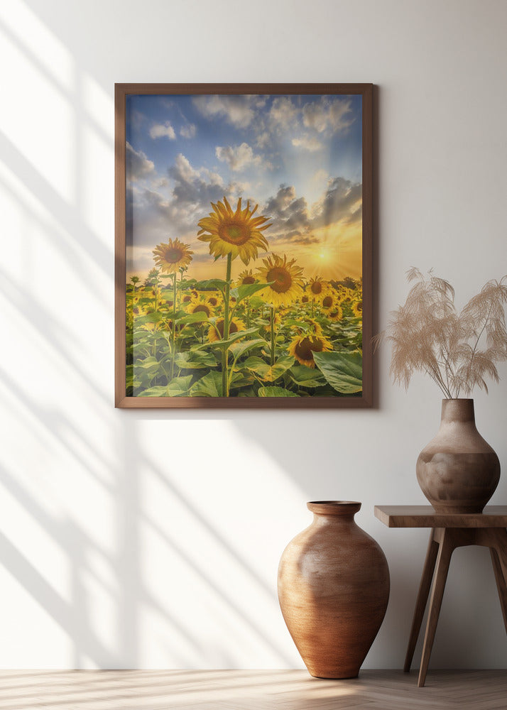 Sunflower field at sunset
