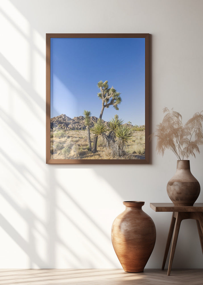 Idyllic Joshua Tree National Park