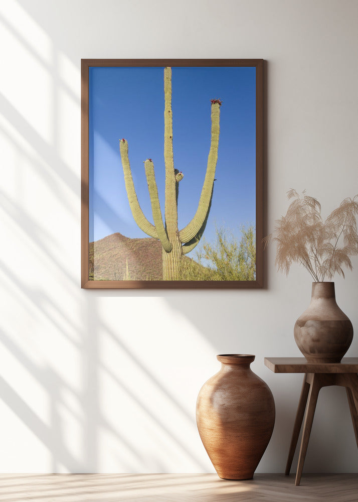 SAGUARO NATIONAL PARK Giant Saguaro