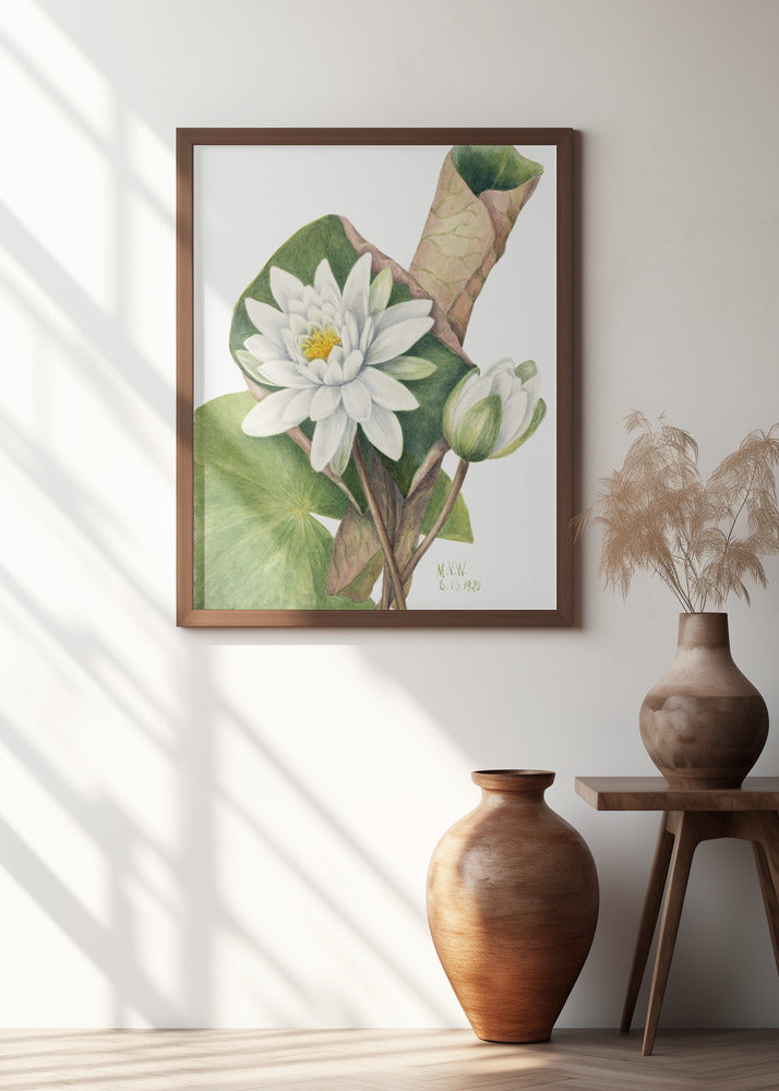 Art Prints of American Waterlily (1920)