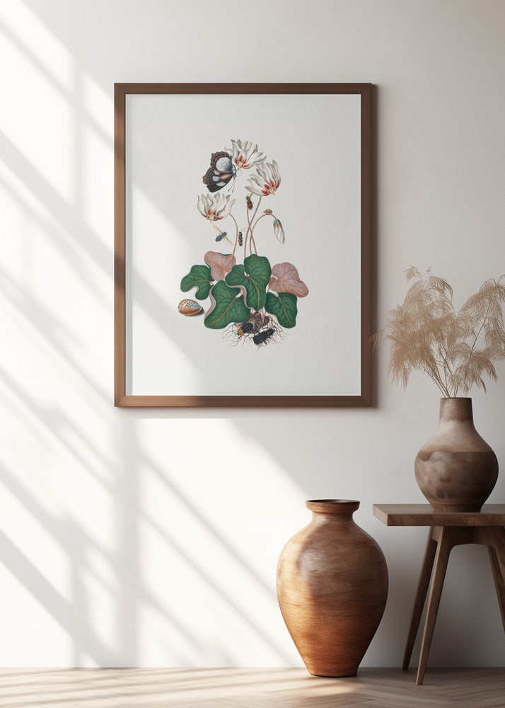 Cyclamen