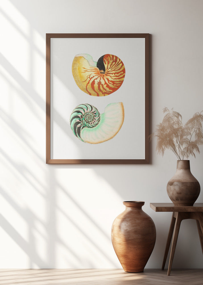 Great Nautilus