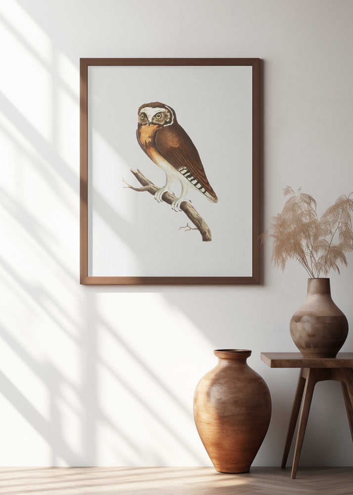 White Fronted Owl