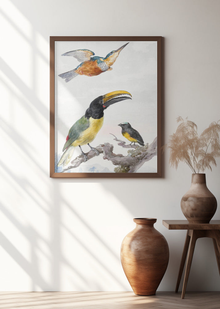 Three Birds  a Kingfisher, a Prince Von Wied's Toucan and an Sparrow