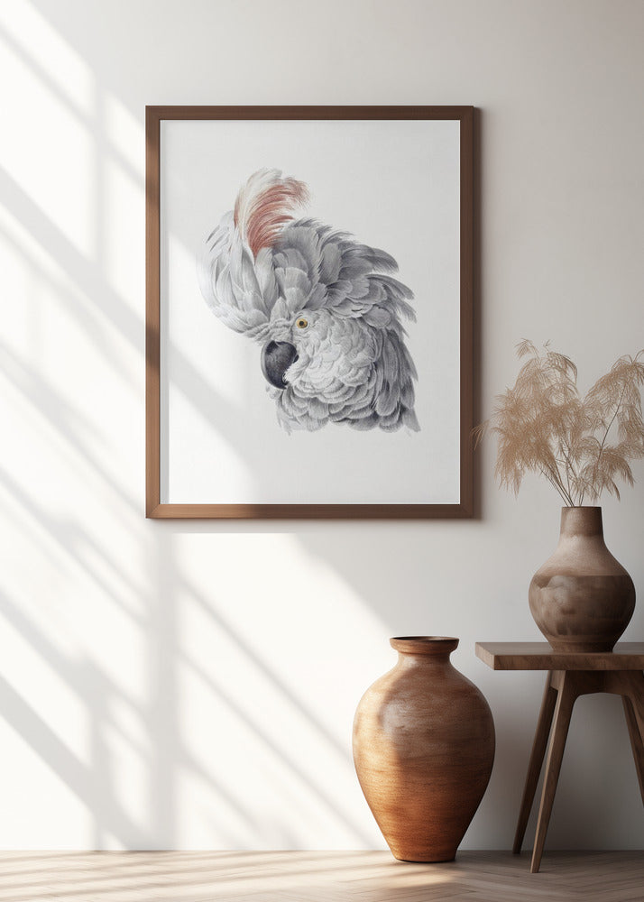 Cockatoo Head