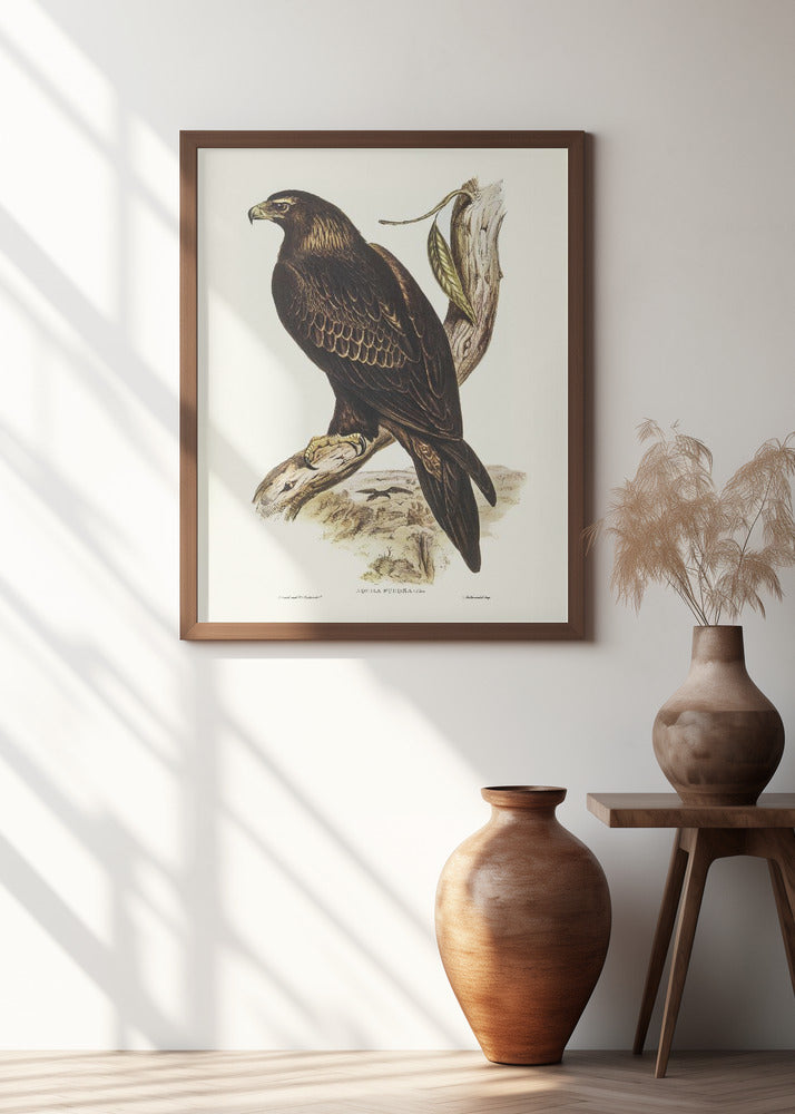 Wedge Tailed Eagle