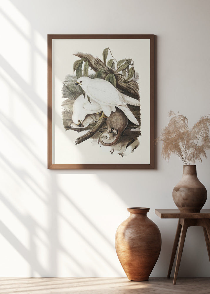 White Goshawk