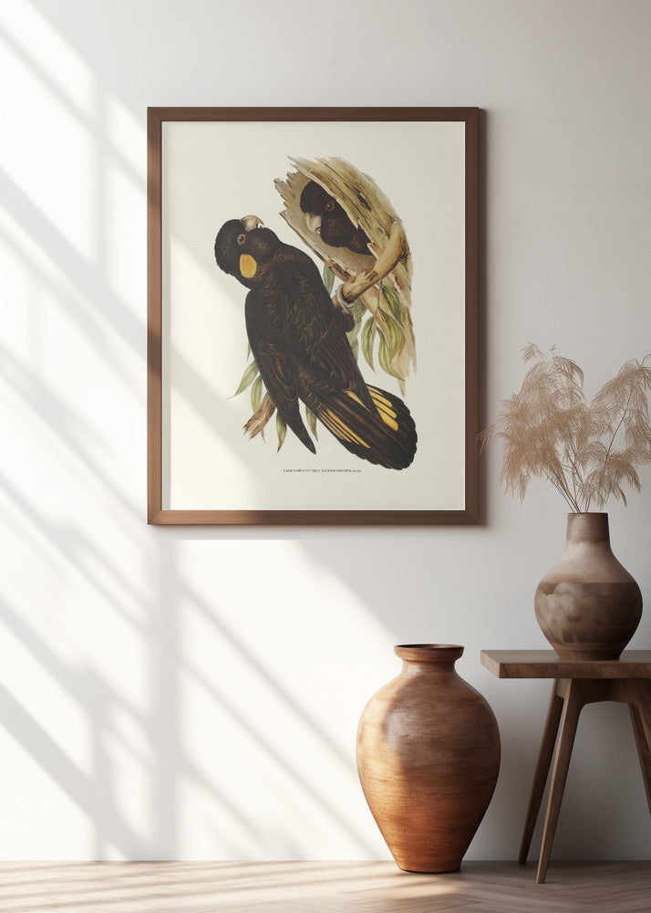 Yellow Eared Black Cockatoo