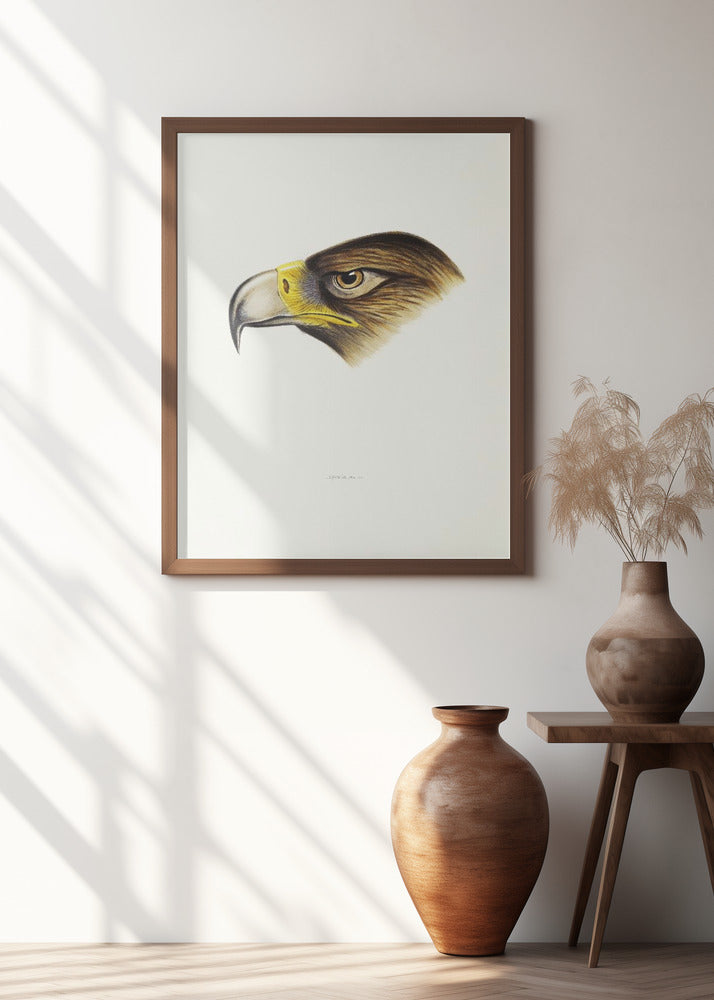 Wedge Tailed Eagle