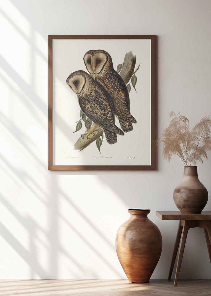 Masked Barn Owl
