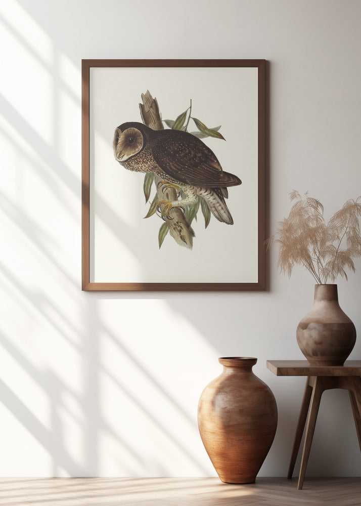 Sooty Owl