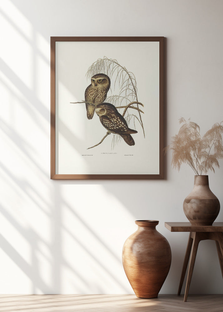 Spotted Owl