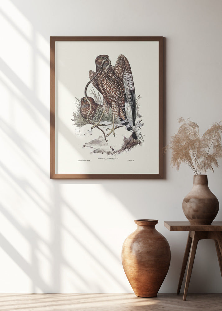 Square Tailed Kite