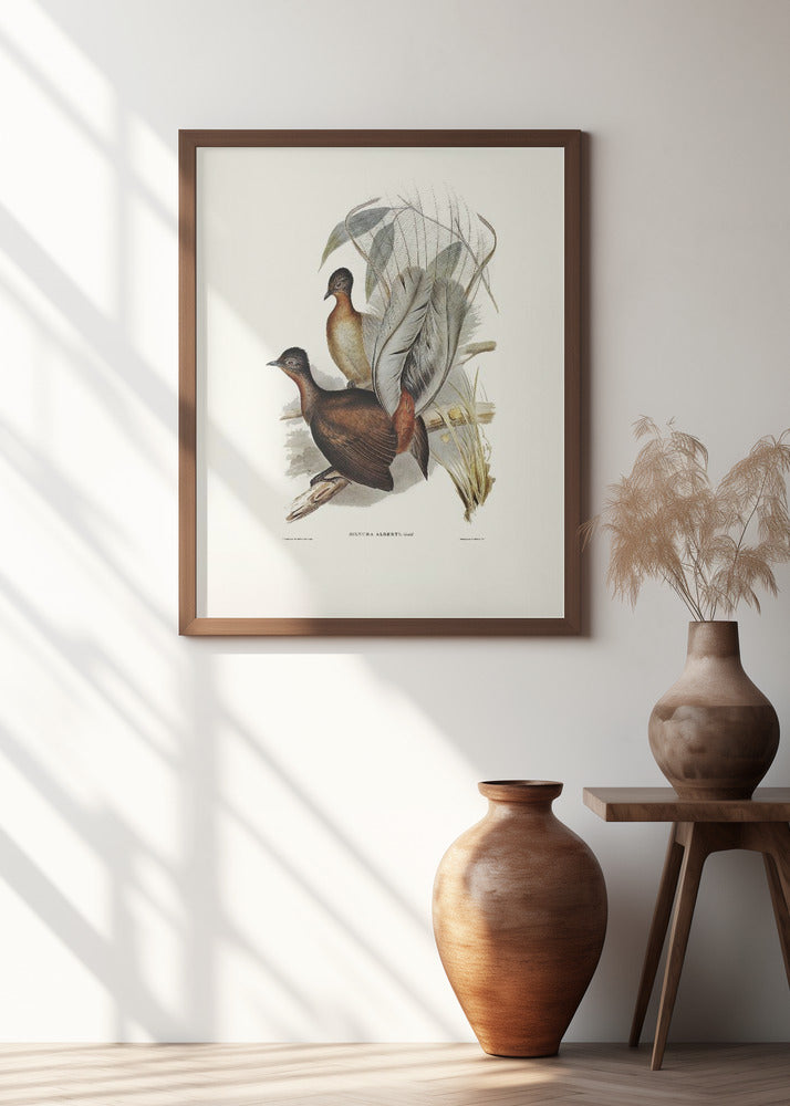 Albert Lyre Bird